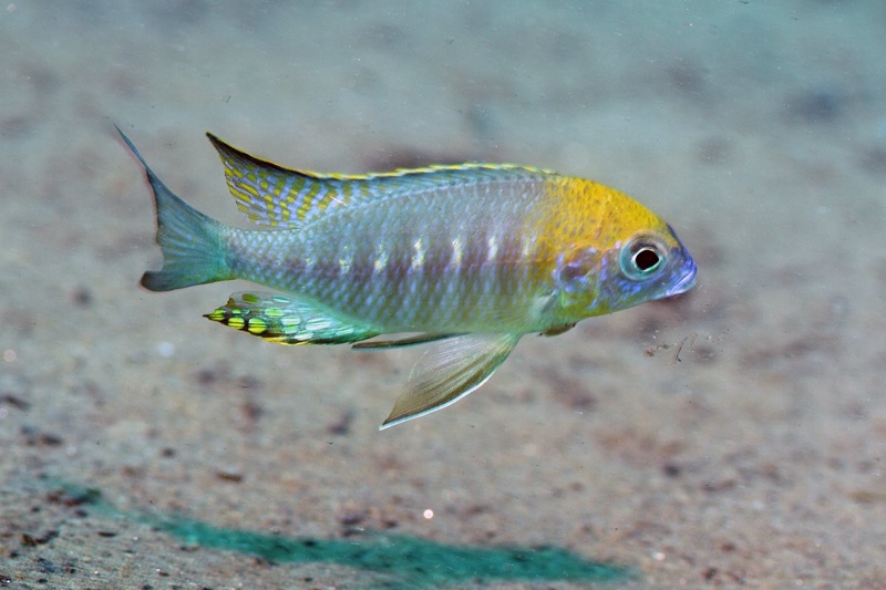 Lethrinops sp. 'yellow collar' Liwani